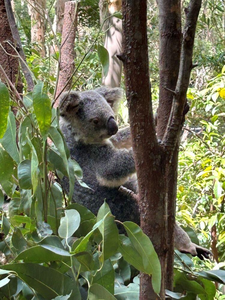 画像：Koala