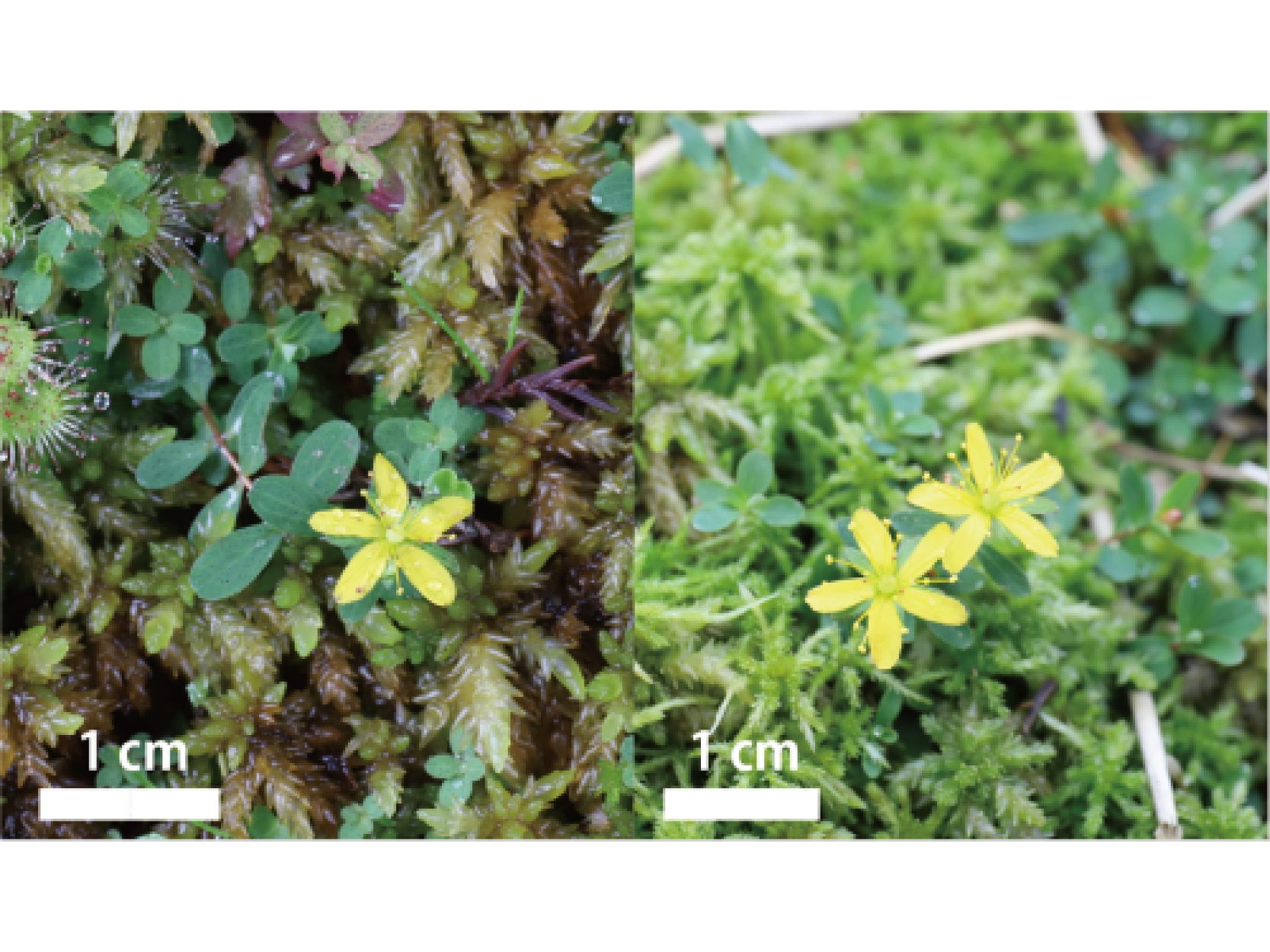【プレスリリース】屋久島より新種の植物を発見―ヤエダケオトギリ DNA分析によって明らかになった植物の他人の空似